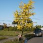 golden chain tree, FLOWERING TREE Laburnum anagyroides YELLOW 30 seeds!