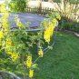golden chain tree, FLOWERING TREE Laburnum anagyroides YELLOW 30 seeds!