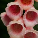 foxglove, APRICOT BEAUTY, SHADE flower, 725 SEEDS!