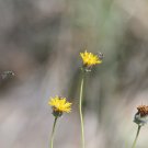 greenthread, WILDFLOWER, yellow wild FLOWER, Navajo tea 115 seeds!