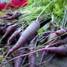carrot, COSMIC PURPLE, 120 seeds!