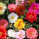 moss rose, PORTULACA, GroCo, double flower mix, 550 seeds!
