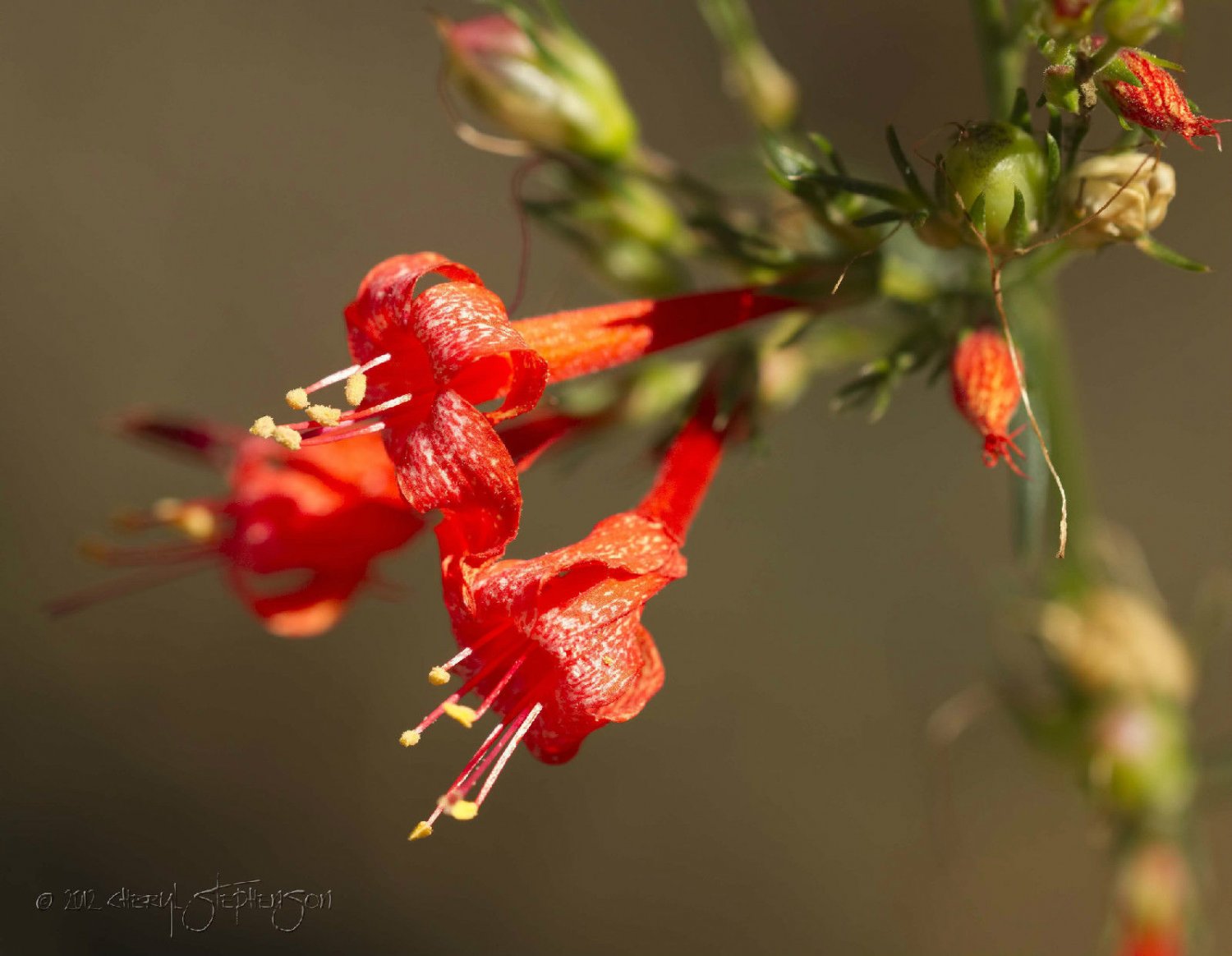 penstemon, FIRECRACKER (Penstemon eatonii), Red Flower, 105 SEEDS!