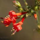 penstemon, FIRECRACKER (Penstemon eatonii), Red Flower, 105 SEEDS!