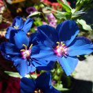 pimpernel, BLUE - anagallis monelli - PERENNIAL FLOWER - 165 seeds!