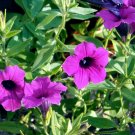 petunia,WILD PETUNIA, purple flower, FRAGRANT, 35 SEEDS!