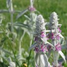 lamb,  LAMBS EARS lamb's, SUN PERENNIAL! 20 Seeds,