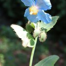 poppy, Himalayan, BLUE MECONOPSIS , rare perennial flower, 50 seeds! poppy, Himalayan, BLUE MECONOPSIS , rare perennial flower, 50 seeds!