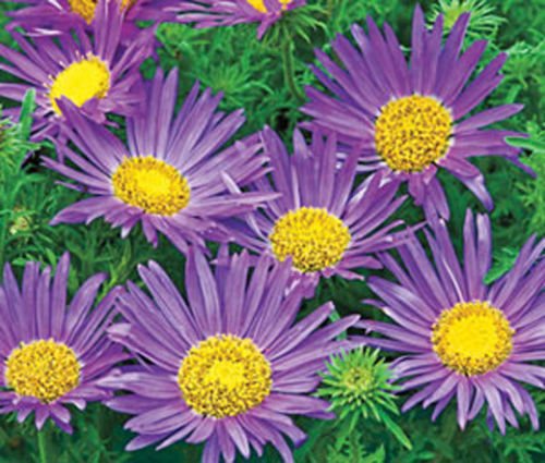 daisy, TAHOKA DAISY, prairie aster,  VIOLET BLUE flower, 135 SEEDS!