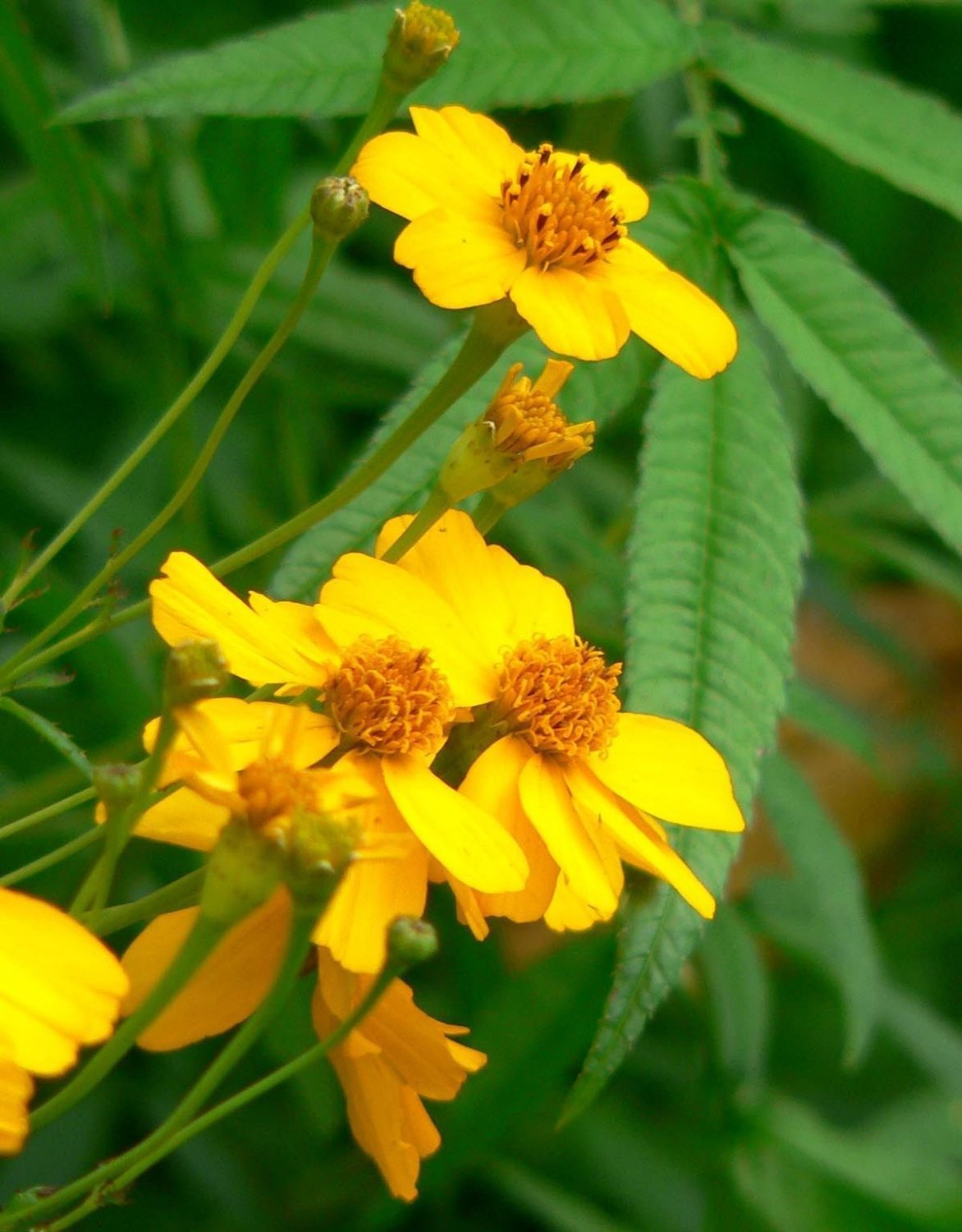 marigold, MEXICAN MINT, herb spice 75 seeds!