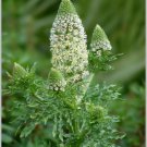 mignonette, SWEET reseda odorata FRAGRANT, white FLOWER 100 seeds!