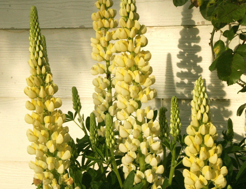 lupine, YELLOW LUPINE, 45 SEEDS!