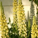 lupine, YELLOW LUPINE, 45 SEEDS!