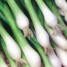 onion, WHITE LISBON,  green bunching onion or SCALLION, 370 SEEDS!