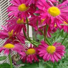 daisy, PAINTED, GIANT HARDY PERENNIAL, 10 seeds!