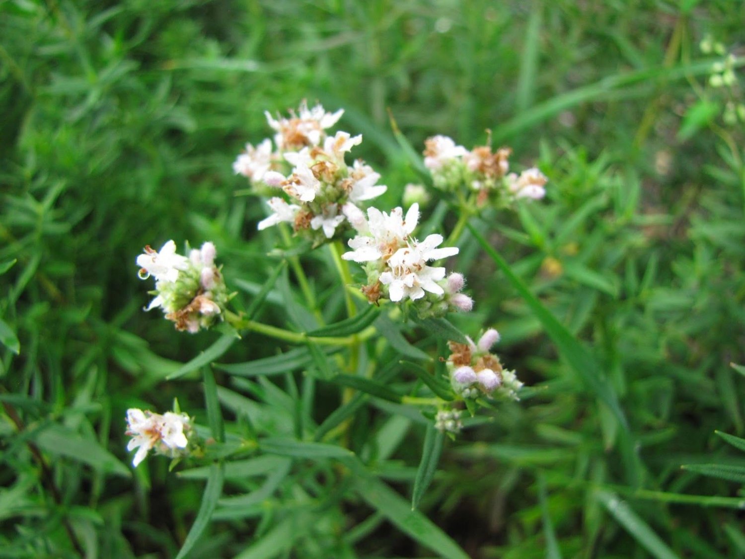 mint, MOUNTAIN MINT WILD, herb, shade or sun 300 seeds!