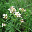 mint, MOUNTAIN MINT WILD, herb, shade or sun 300 seeds! mint, MOUNTAIN MINT WILD, herb, shade or sun 300 seeds!