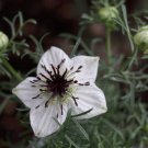 black cumin, ROMAN CORIANDER - four spice, 85 seeds! black cumin, ROMAN CORIANDER - four spice, 85 seeds!