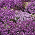 alyssum, ROYAL CARPET PURPLE annual flower, 375 SEEDS!!