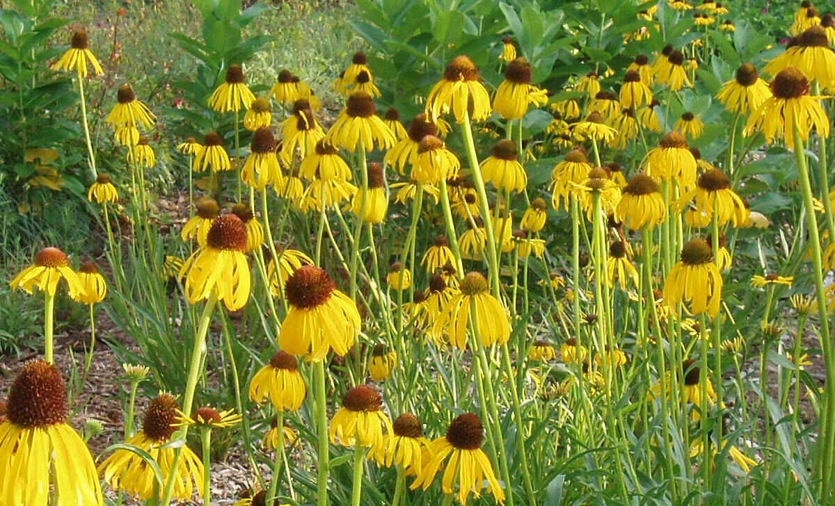 coneflower, PRAIRIE, LIKES IT DRY, yellow flower, 100 seeds!