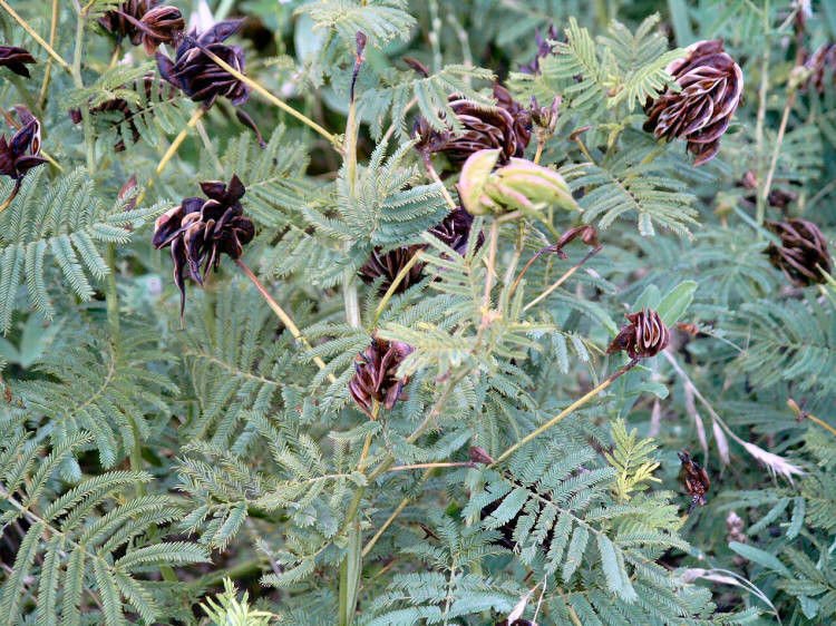 illinois BUNDLEFLOWER fern-like foliage unusual seedpod, 170 SEEDS!