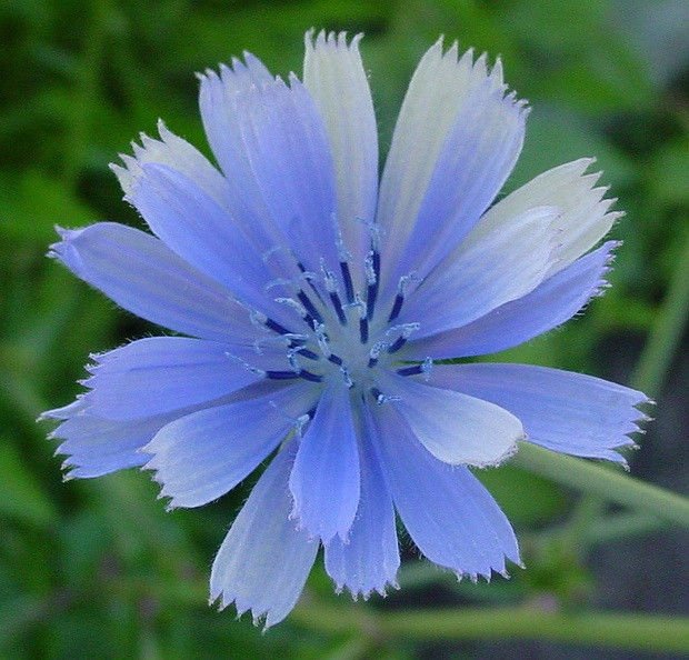 chicory, BLUE BEAUTY flower, COFFEE SUBST, 1000 seeds!