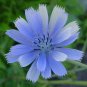 chicory, BLUE BEAUTY flower, COFFEE SUBST, 1000 seeds!
