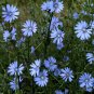 chicory, BLUE BEAUTY flower, COFFEE SUBST, 1000 seeds!