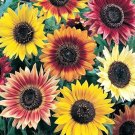 sunflower, EVENING COLORS, mix 30 seeds!