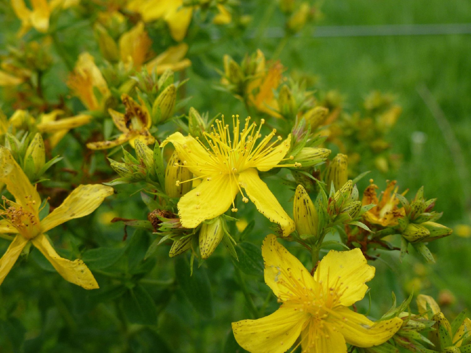 saint john's wort, GREAT, yellow flower, st., 700 SEEDS!