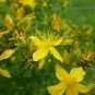 saint john's wort, GREAT, yellow flower, st., 700 SEEDS!