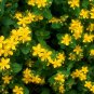 saint john's wort, GREAT, yellow flower, st., 700 SEEDS!