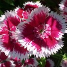 sweet william, BIENNIAL/PERENNIAL, 1333 seeds!