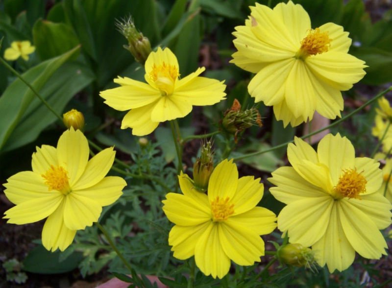 cosmos, LADYBIRD DWARF LEMON, yellow flower, 90 seeds!