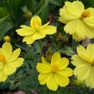 cosmos, LADYBIRD DWARF LEMON, yellow flower, 90 seeds!