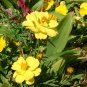 cosmos, LADYBIRD DWARF LEMON, yellow flower, 90 seeds!