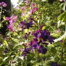 money plant, lunaria, RARE DARK PURPLE FLOWER! 15 SEEDS! money plant, lunaria, RARE DARK PURPLE FLOWER! 15 SEEDS!
