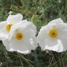 poppy, PRICKLY, carolina, DESERT, 110 SEEDS!