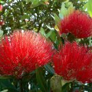 new zealand CHRISTMAS TREE, red flowering, 575 SEEDS!