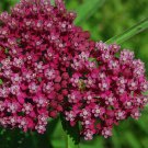 milkweed, SWAMP MILK WEED, PINK/RED flower, 50 seeds! milkweed, SWAMP MILK WEED, PINK/RED flower, 50 seeds!