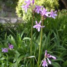 garlic, SOCIETY GARLIC, perennial flower, EDIBLE, 15 seeds!