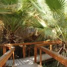 palm, CALIFORNIA FAN PALM, washingtonia filifera, 20 seeds!
