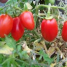 tomato, ROMA, UNBELIEVABLE! 300 SEEDS!