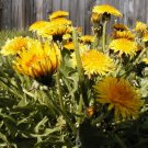 dandelion, DANDELION, 100 SEEDS! - BUY US! USA