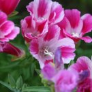 farewell to spring, PINK CLARKIA, 3000 seeds!