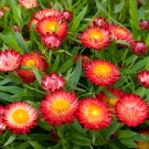strawflower, TALL DOUBLE MIX 400 SEEDS! strawflower, TALL DOUBLE MIX 400 SEEDS!