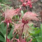 prairie smoke, Geum Triflorum, unusual pink flower, 10 seeds!