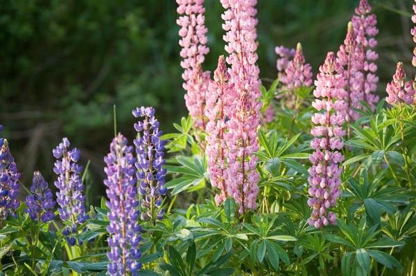 lupine, PIXIE DELIGHT MIX, dwarf, 50 SEEDS!