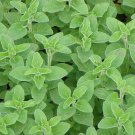 oregano, PERENNIAL HERB OREGANO, 750 SEEDS!