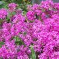 catchfly, BLOOMS IN 6 WEEKS, pink flower, 2000 seeds